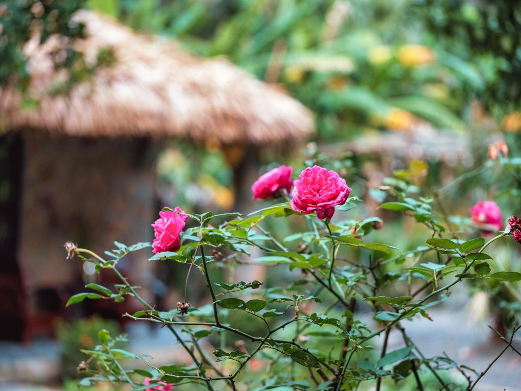 Cozy Beer Garden Homestay Ninh Bình Kültér fotó